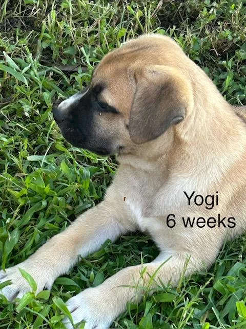 A baby medium-sized male Yellow / Tan / Blond / Fawn Shepherd dog named Yogi Bee for adoption in Andover, MA