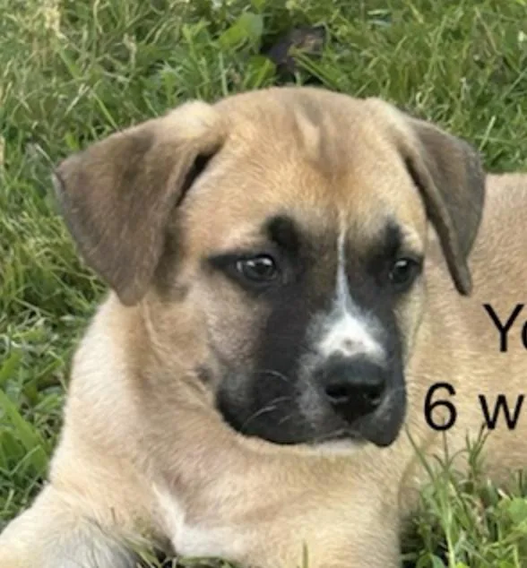 Yogi Bee thumbnail 2