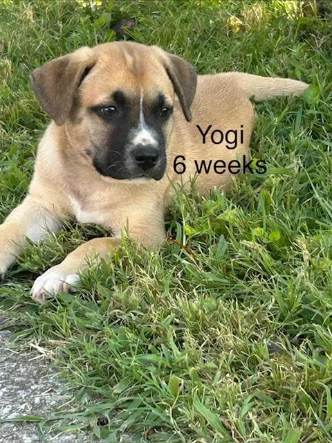 Yogi Bee thumbnail 4