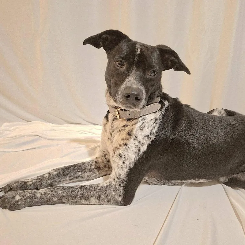 An adult small-sized female Black Australian Cattle Dog / Blue Heeler named Bambi for adoption in Enterprise, AL