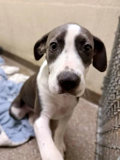 A young medium-sized female American Staffordshire Terrier dog named A Kisses for adoption in North Charleston, SC
