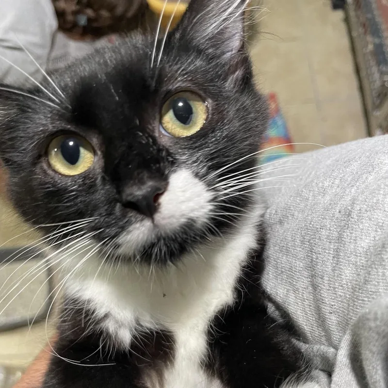 A baby small-sized female White Domestic Medium Hair cat named Fraya for adoption in Newport, NC