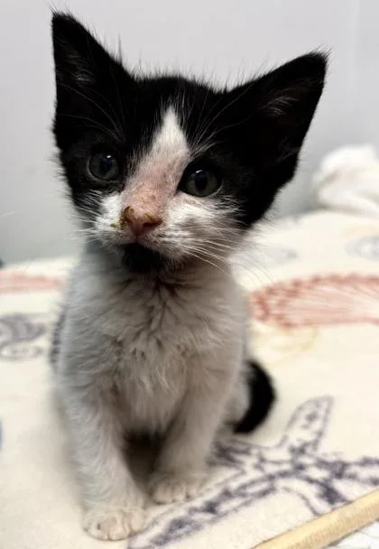 A baby small-sized male Domestic Short Hair cat named Dorito for adoption in West Chester, PA