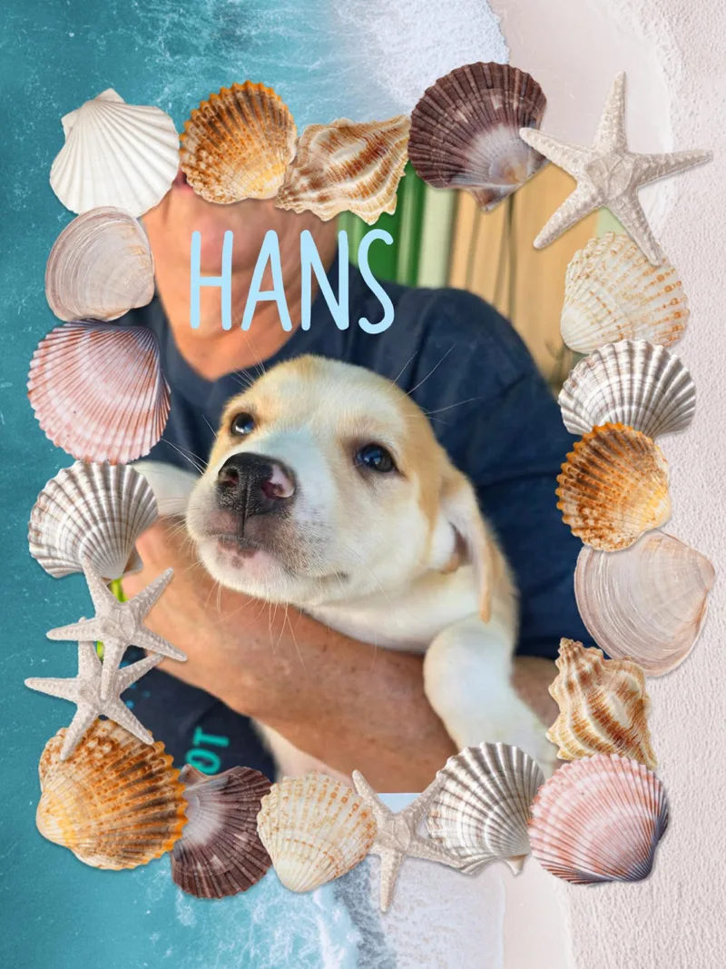 A baby small-sized male Chihuahua dog named Hans for adoption in Eugene, OR