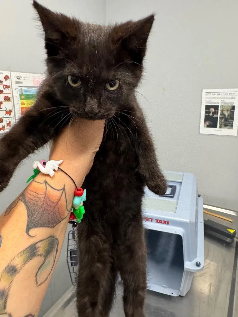 A baby medium-sized male Domestic Short Hair cat named Sir Purrs Alot for adoption in Bloomington, IN