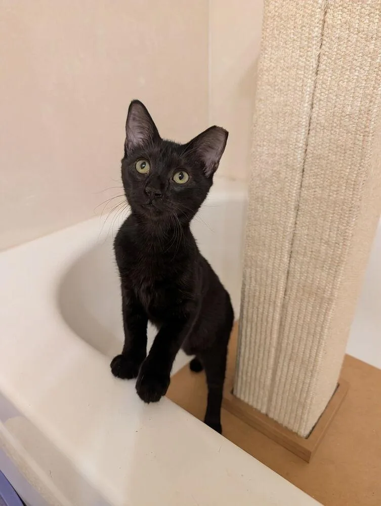 A baby small-sized male Black Domestic Short Hair cat named Poe for adoption in Dallas, TX