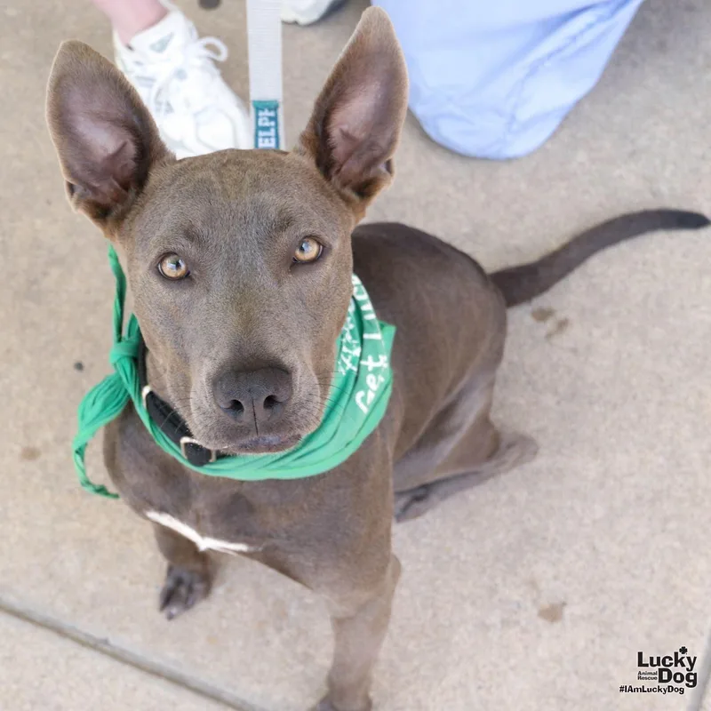 A young medium-sized female Labrador Retriever dog named Chippey for adoption in Washington, DC