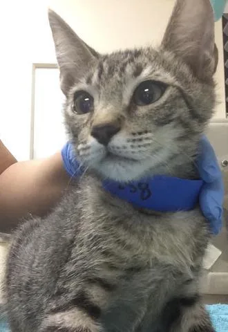 A young small-sized male Domestic Short Hair cat named Theo for adoption in Riverside, CA