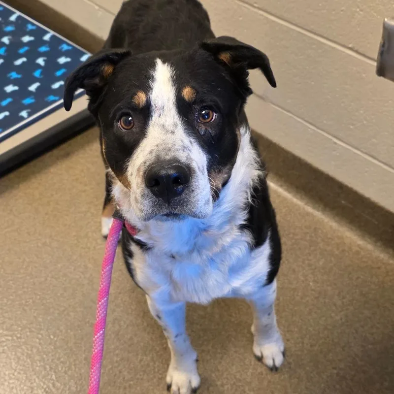 An adult medium-sized male Black Australian Cattle Dog / Blue Heeler dog named Bandit for adoption in Council Bluffs, IA