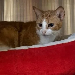 An adult small-sized female Orange / Red Domestic Short Hair cat named Cecille  Nfsaw for adoption in New York, NY