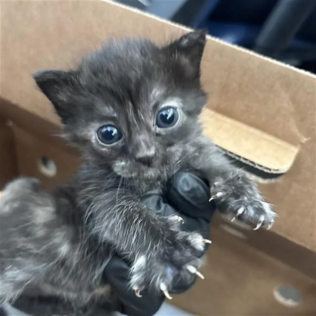 A baby medium-sized male Domestic Short Hair cat named Mars for adoption in Dallas, TX