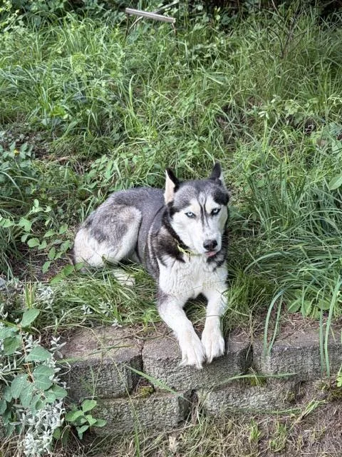 Maya