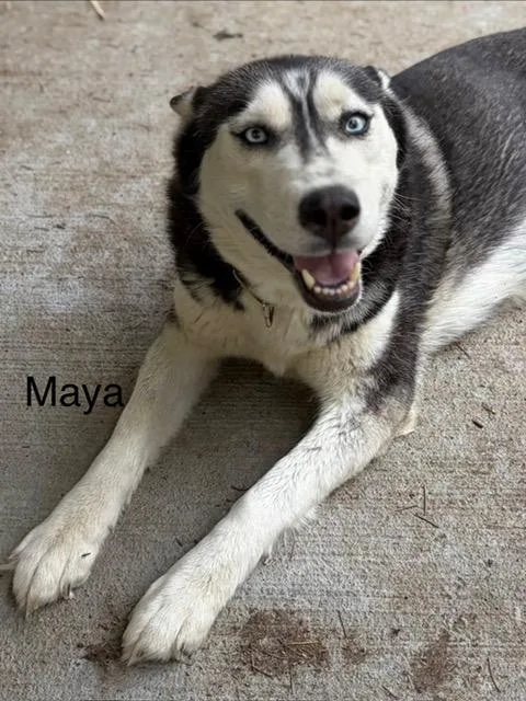 Maya thumbnail 4