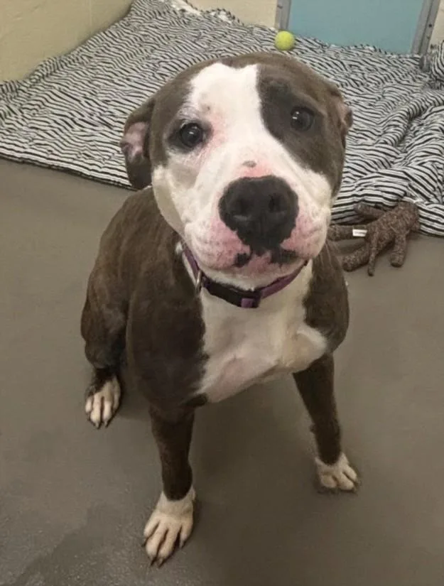 A young large-sized female Pit Bull Terrier dog named Storm for adoption in Hagerstown, MD