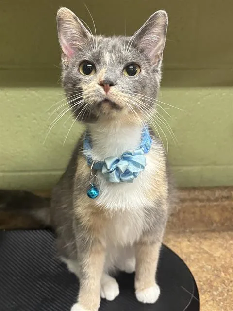 A young small-sized female Domestic Short Hair cat named Sunshine for adoption in Indianapolis, IN