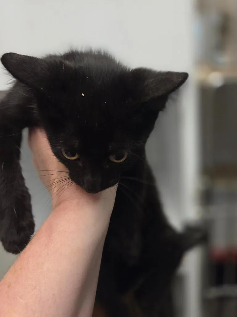 A baby small-sized female Domestic Short Hair cat named Hope for adoption in Bossier City, LA