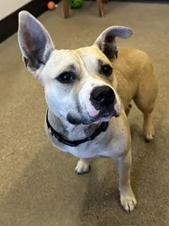 A young medium-sized female Yellow / Tan / Blond / Fawn Pit Bull Terrier dog named Nala for adoption in Cleveland, OH