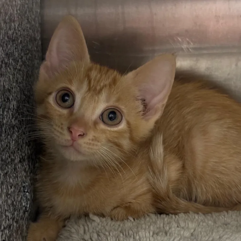 A baby small-sized male Orange / Red Domestic Short Hair cat named Pumpkin for adoption in League City, TX