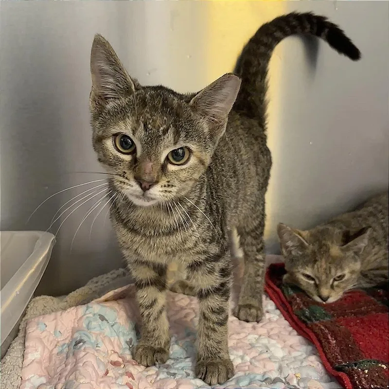 A baby small-sized female Torbie Domestic Short Hair cat named Gazelle for adoption in Wilmington, DE
