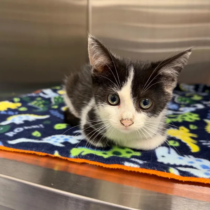 A baby small-sized male Black Domestic Short Hair cat named Marmalade Milkshake for adoption in Morganton, NC