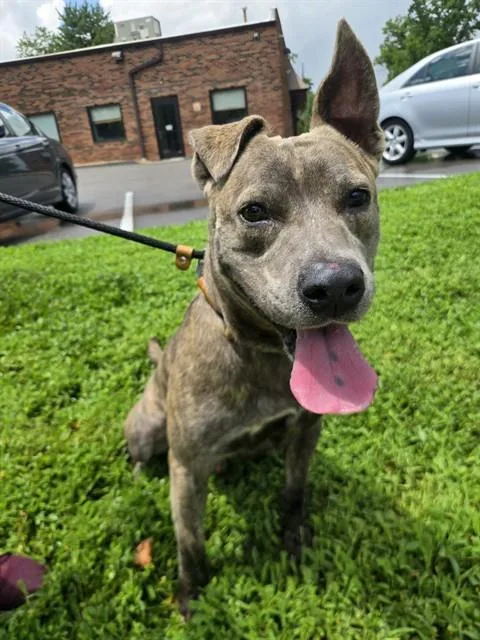 A young large-sized male Terrier dog named Smokey for adoption in Olivette, MO