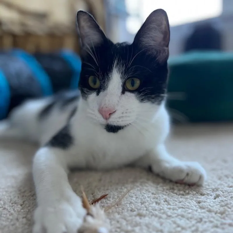 An adult medium-sized male Black Domestic Short Hair cat named Oreo Cordero for adoption in Merrifield, VA
