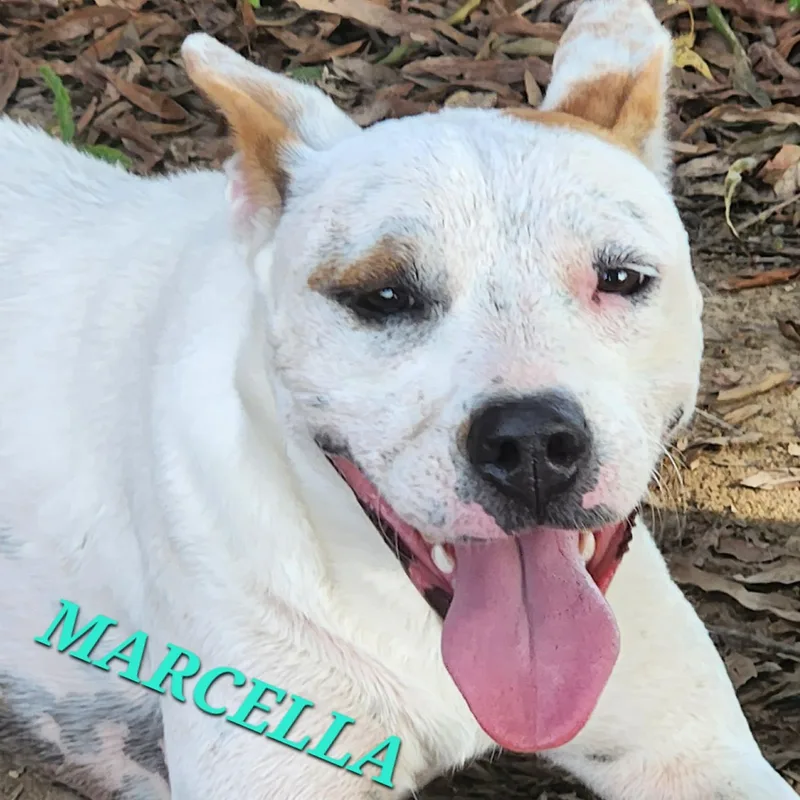 Marcella Marvel