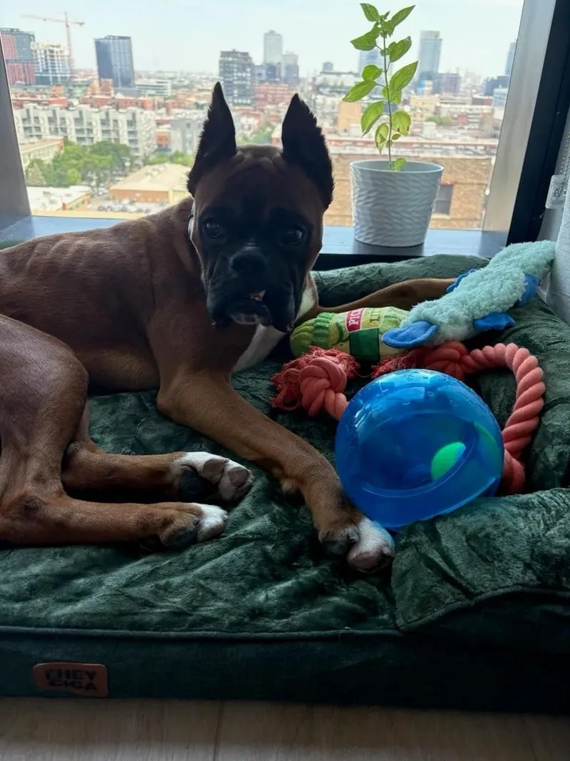 A young medium-sized male Boxer dog named Dak for adoption in Evanston, IL