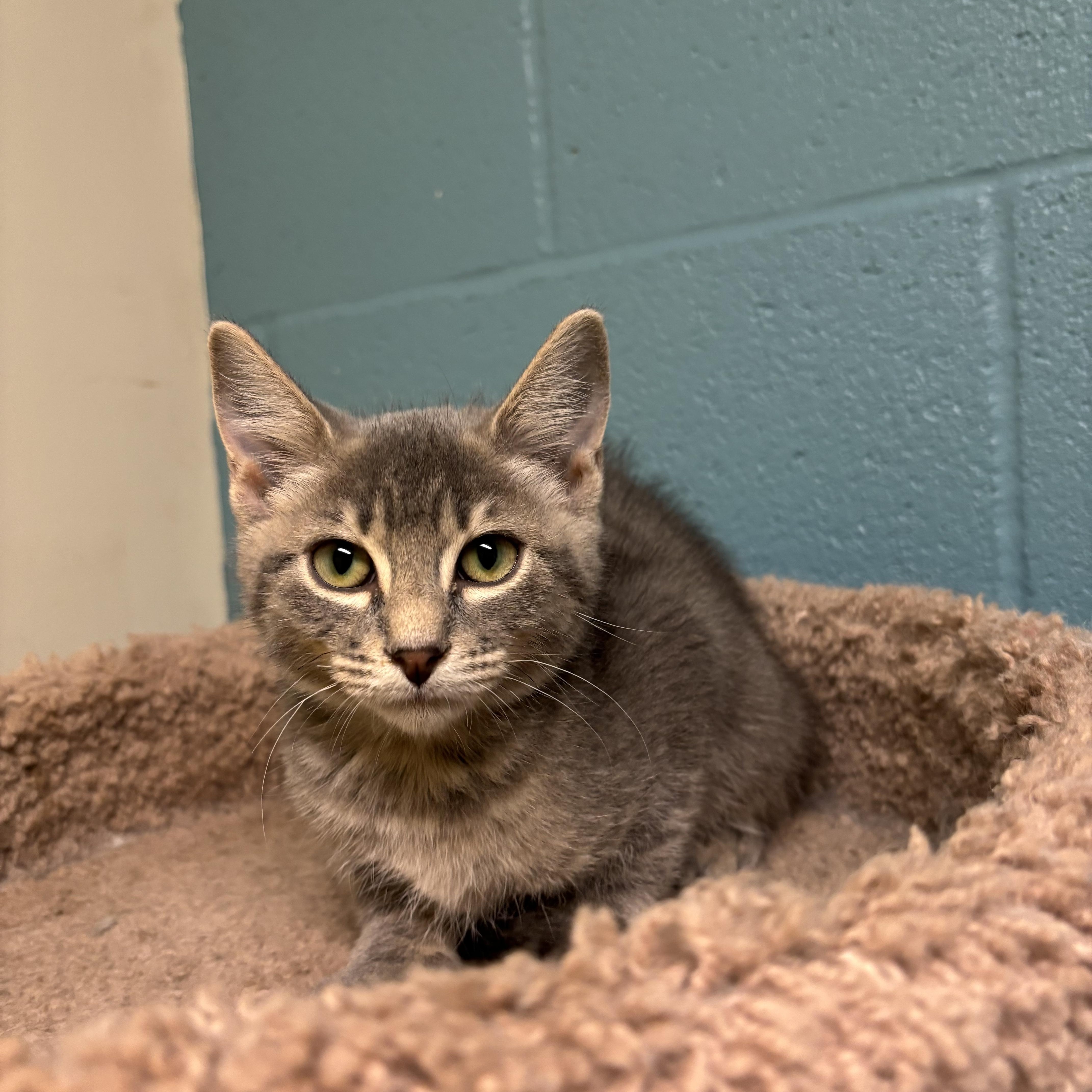 A baby medium-sized male Tabby (Gray / Blue / Silver) Domestic Short Hair cat named Smoke for adoption in Gladstone, MO