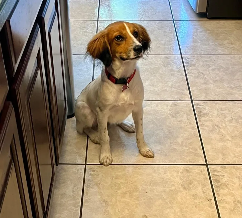 A young medium-sized female Spaniel dog named R Dixie Lou for adoption in Oviedo, FL