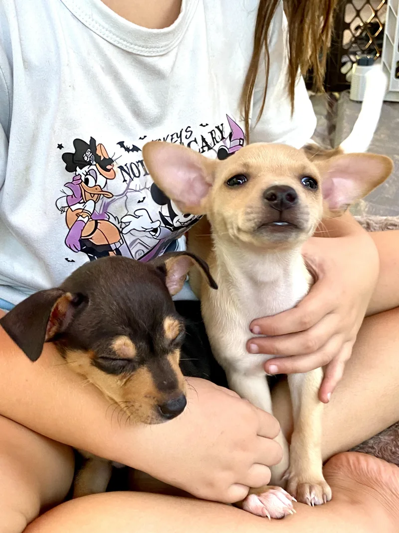A baby small-sized male Golden Chihuahua dog named Noodle for adoption in Lafayette, CA