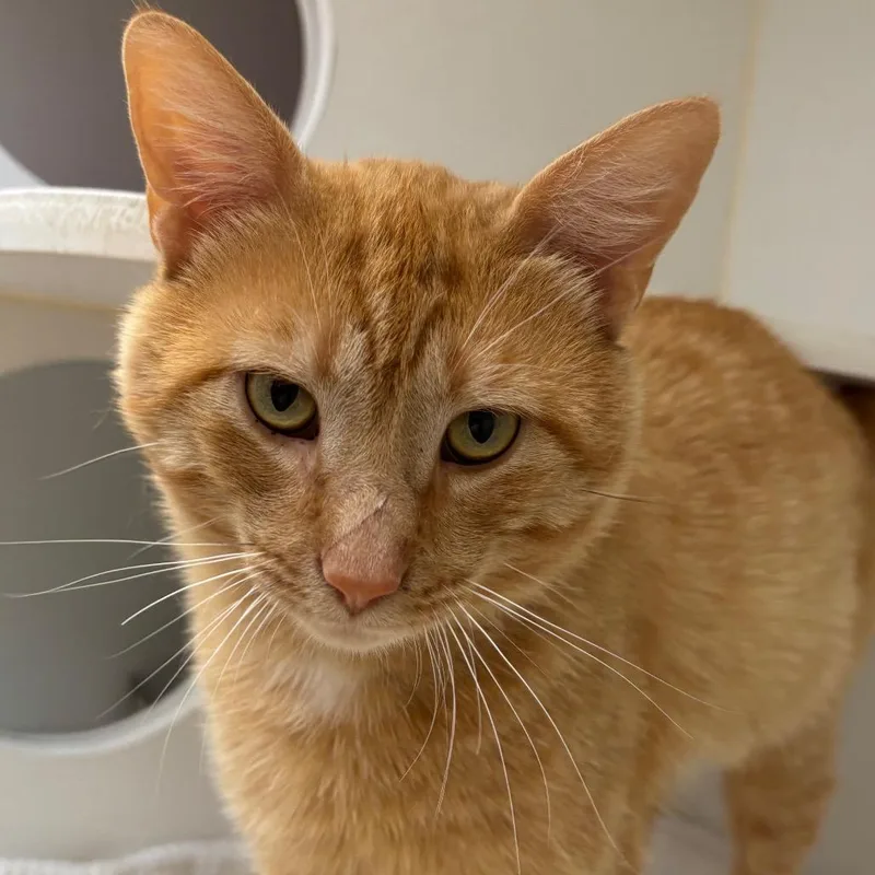An adult large-sized male Domestic Short Hair cat named Sandbar for adoption in Naperville, IL