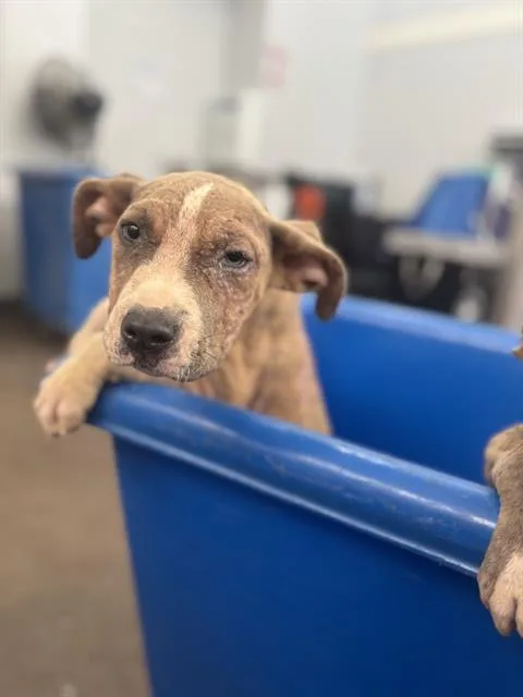 A baby medium-sized female Mixed Breed dog named Roxy for adoption in Dallas, TX