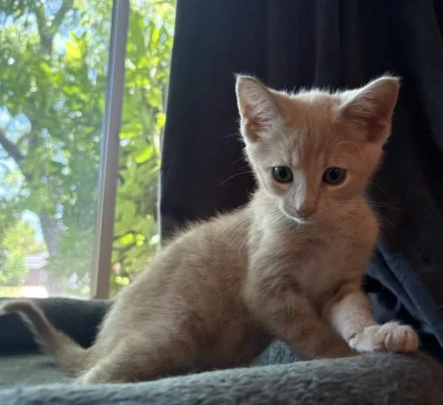 A baby small-sized male Domestic Short Hair cat named Simba for adoption in Sacramento, CA