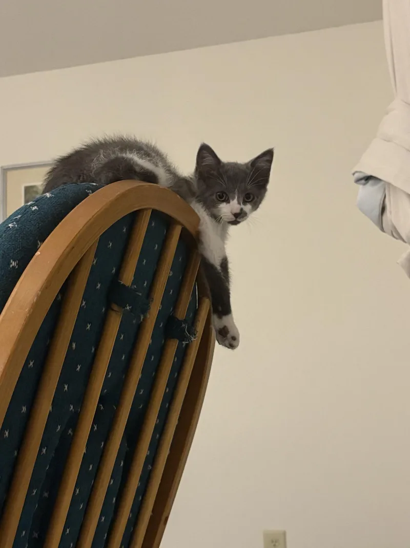 A baby small-sized male Gray & White Domestic Short Hair cat named Gary for adoption in Indianapolis, IN