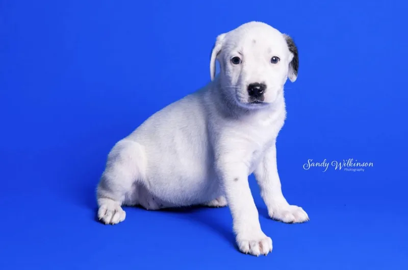 A baby medium-sized female White / Cream Pit Bull Terrier dog named London for adoption in RUSSIAVILLE, IN
