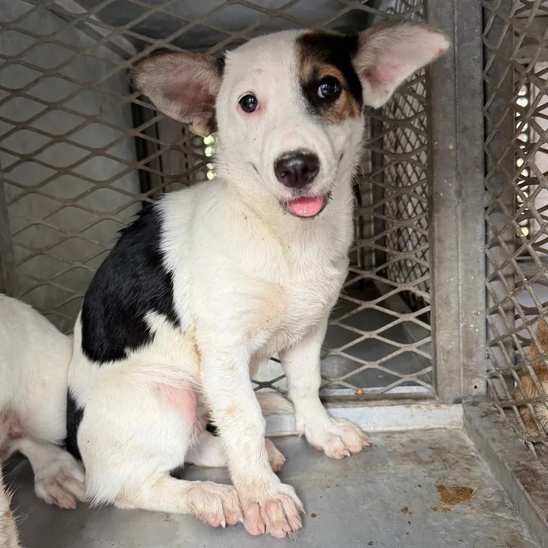 A baby small-sized female Cardigan Welsh Corgi dog named Honeycomb for adoption in Edinburg, TX