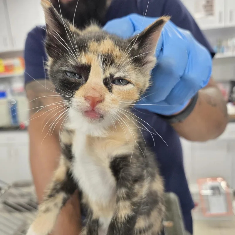 A baby small-sized female Calico Domestic Short Hair cat named Peppie for adoption in Newark, NJ