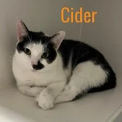 An adult medium-sized female White Domestic Short Hair cat named Cider for adoption in Pleasantville, NJ