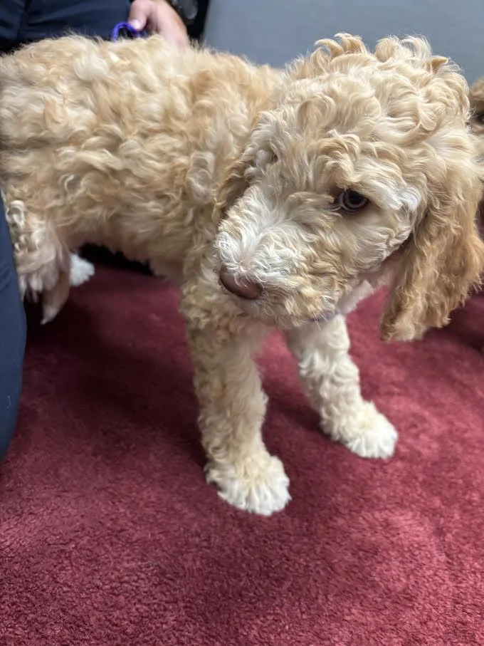 A baby small-sized female Poodle dog named Zinnia for adoption in Las Vegas, NV