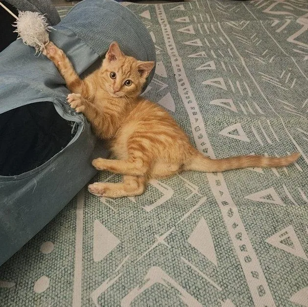 Buddy And Leo thumbnail 4