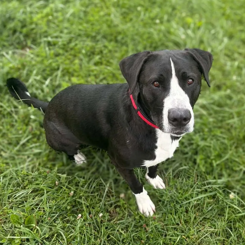 An adult large-sized male Labrador Retriever dog named Redd for adoption in Monticello, IA