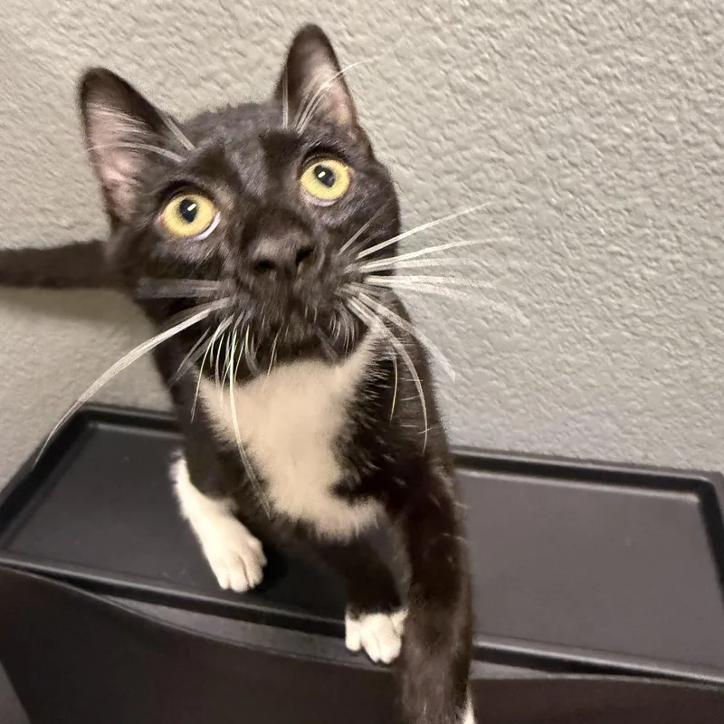 A baby medium-sized male Black & White / Tuxedo Domestic Short Hair cat named Calcetine INDOOR ONLY for adoption in Stockton, CA