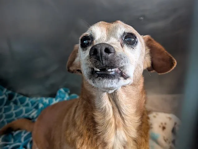 A senior small-sized male Chihuahua dog named Woody for adoption in Camarillo, CA