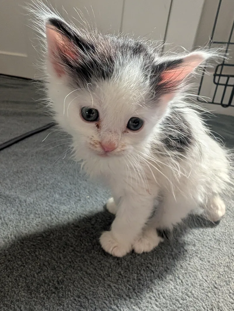 Simon