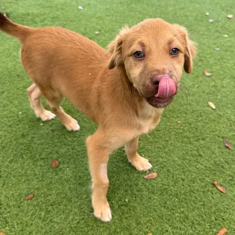 A baby medium-sized male Black Black Labrador Retriever dog named Guiro for adoption in LOXAHATCHEE, FL