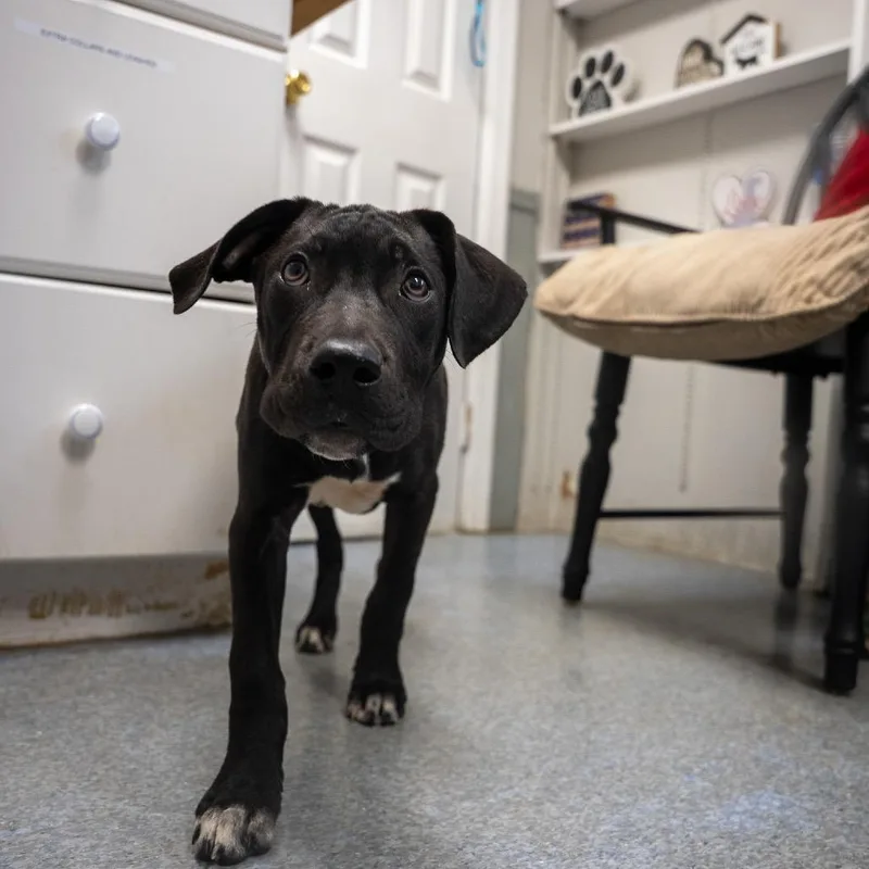 A baby medium-sized male Black Pit Bull Terrier dog named King for adoption in Pawling, NY