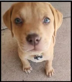 A baby small-sized male Labrador Retriever dog named Dash for adoption in Mesa, AZ