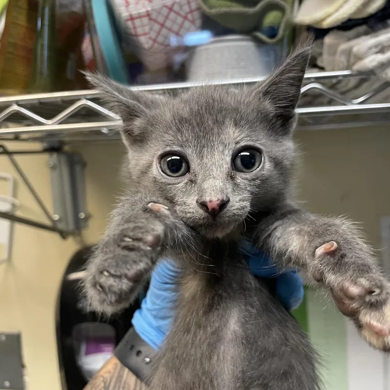 A baby small-sized female Calico Domestic Short Hair cat named Syrup for adoption in Pasadena, CA