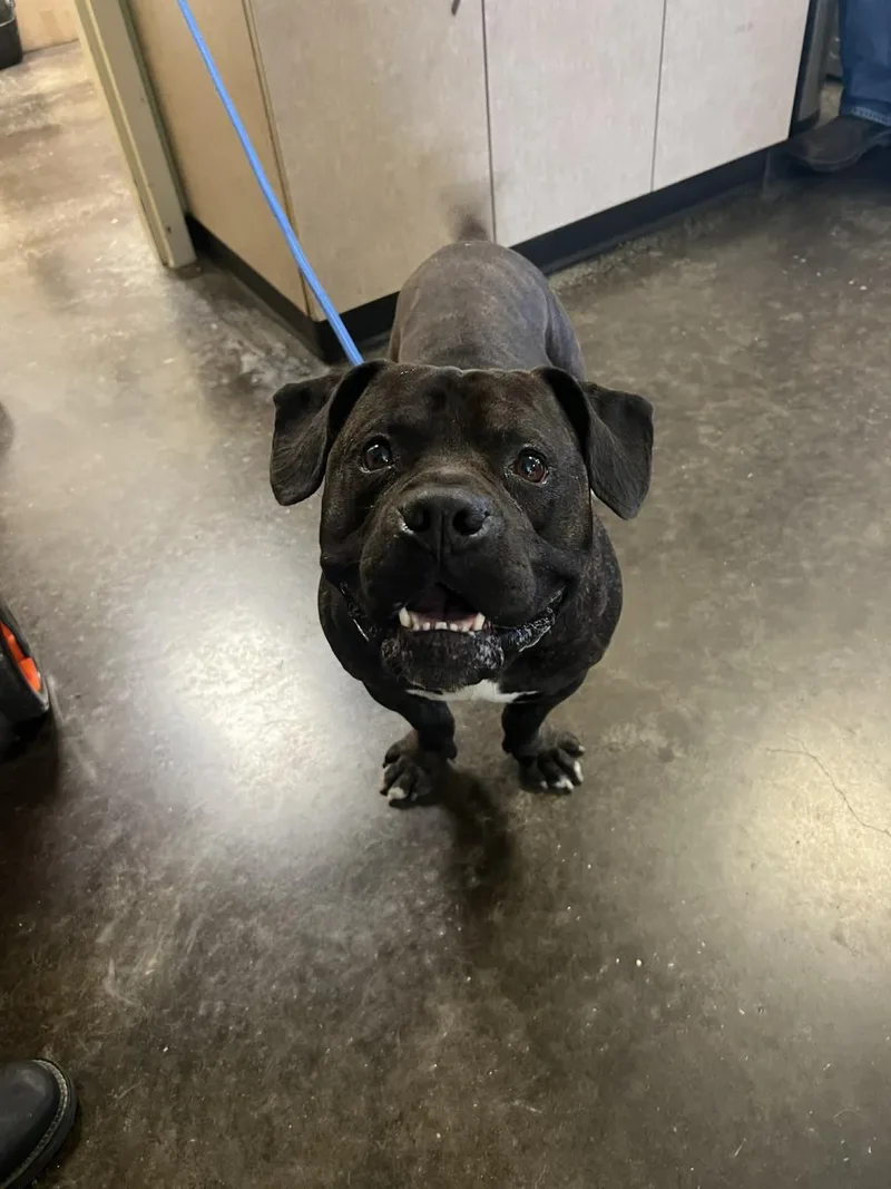 Found Stray: Meatloaf